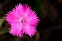 Fiori e Natura - 033